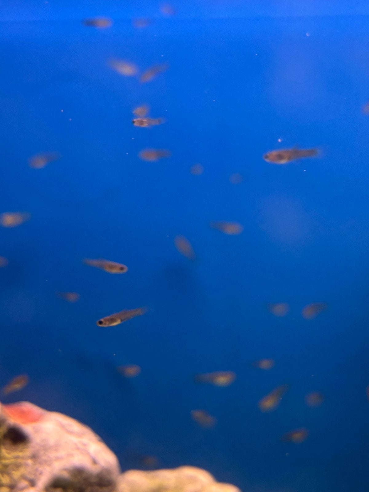 Baby guppy’s, Dieren en Toebehoren, Vis, Zoetwatervis