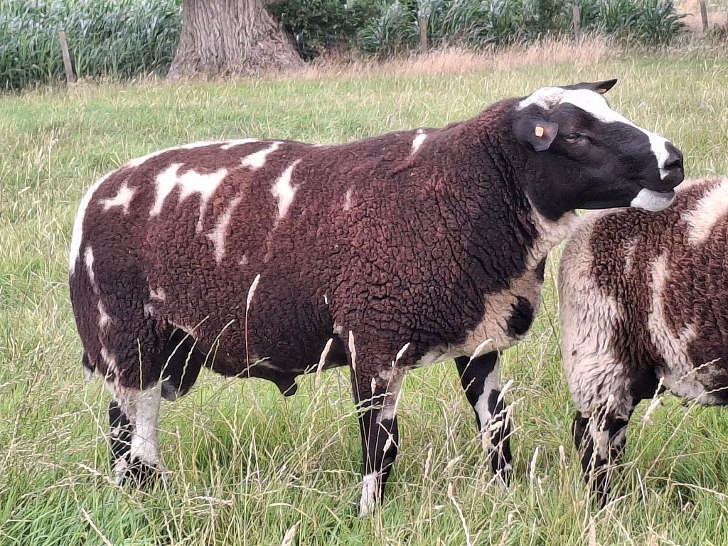 Baggerbonte ram, Mâle, Mouton, 0 à 2 ans