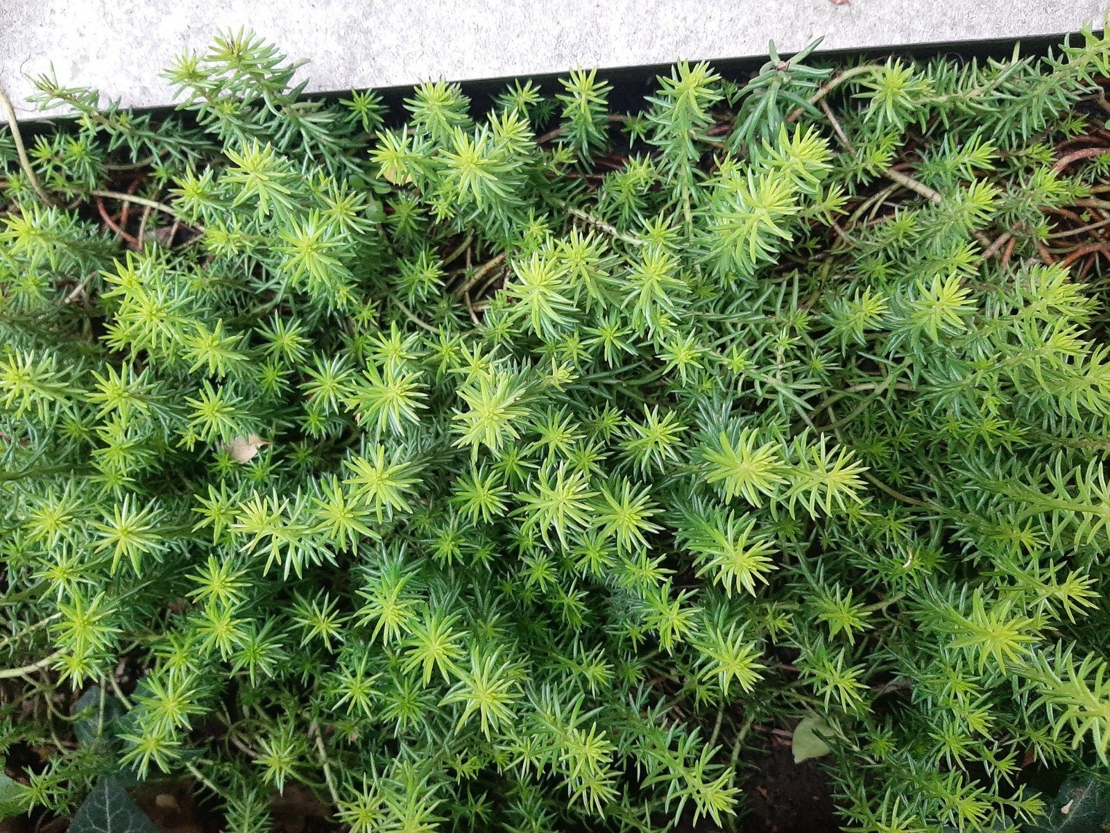 winterharde sedum refexum of ook tripmadam genoemd, Tuin en Terras, Ophalen, Vaste plant, Halfschaduw