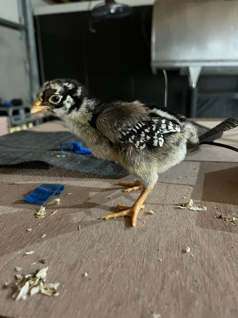 Kuikens barnevelder zwart zilver dubbel gezoomd, Dieren en Toebehoren, Pluimvee, Kip, Geslacht onbekend