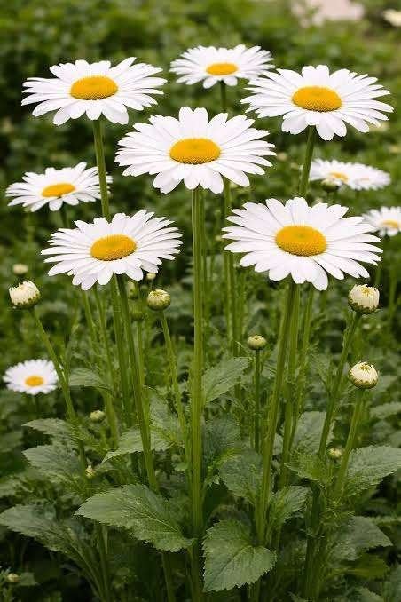 Leucantheum Vulgare, Tuin en Terras, Ophalen, Halfschaduw