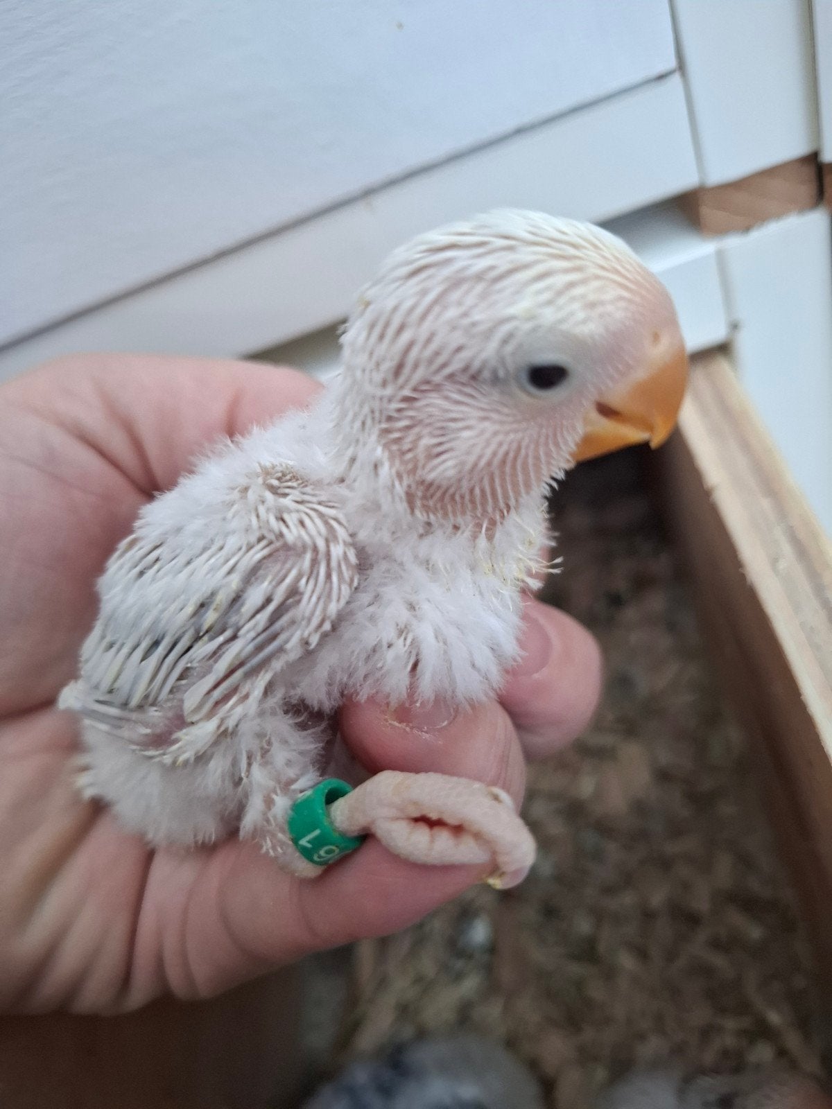 agapornis roseicollie handtam, Dieren en Toebehoren