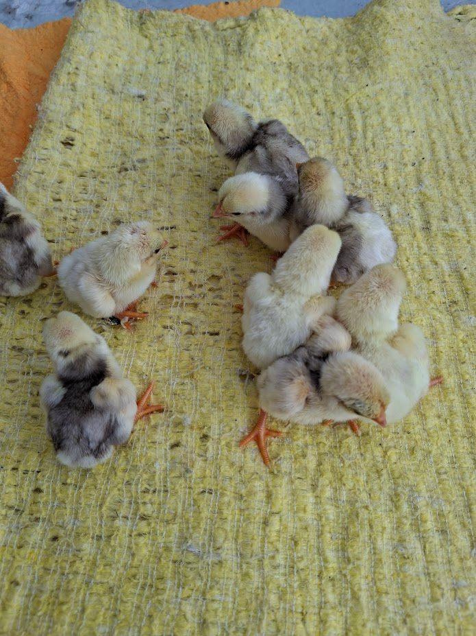 Kuikens van Ko Shamo, Dieren en Toebehoren, Pluimvee, Kip, Geslacht onbekend