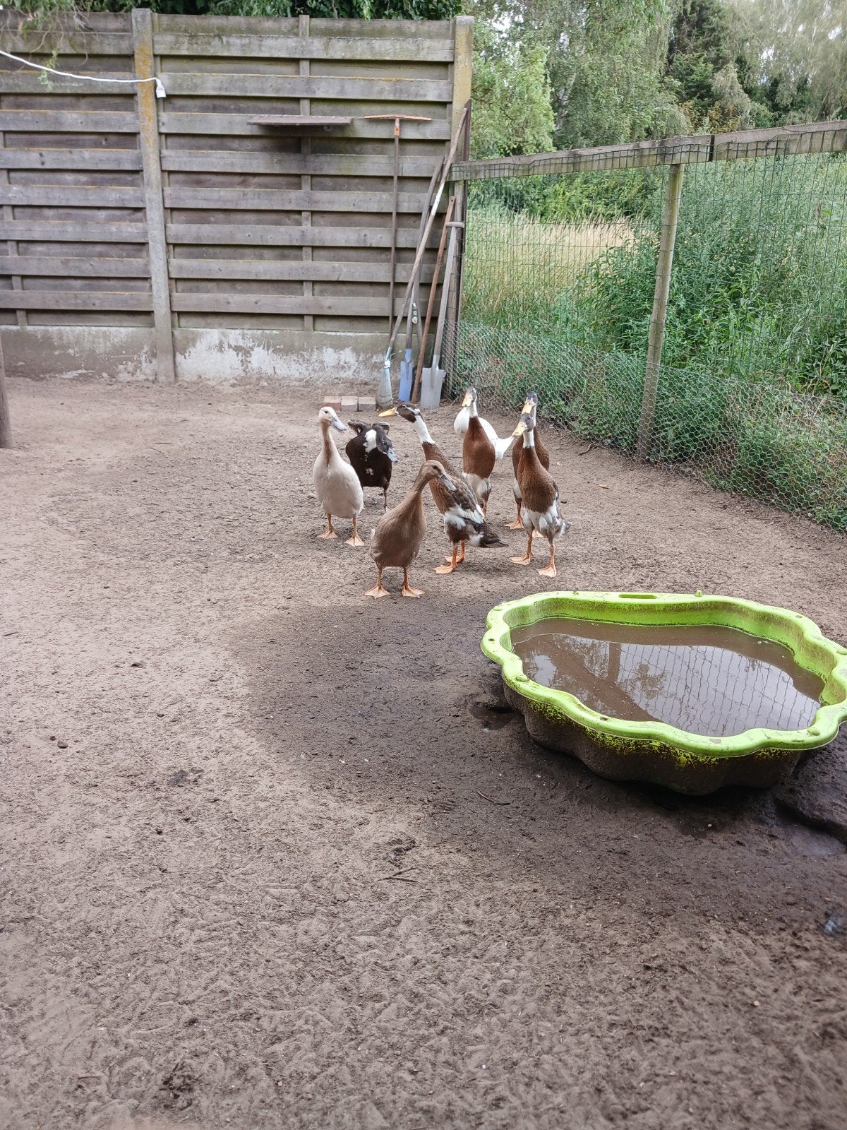 loopeenden, Dieren en Toebehoren, Juni, Vrouwelijk