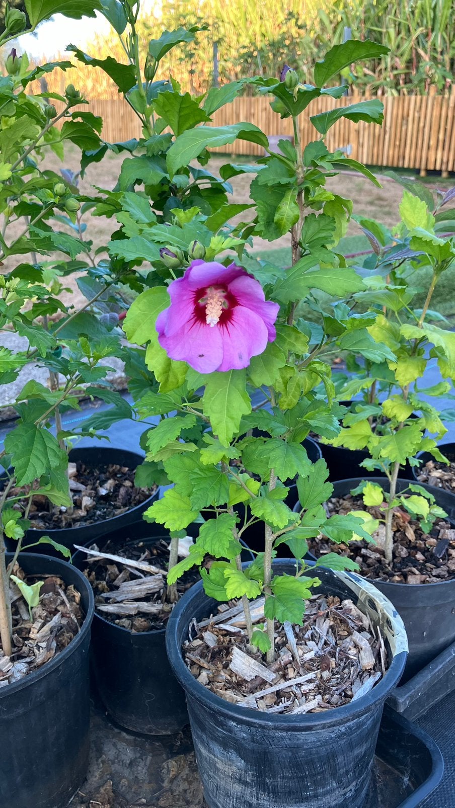 Hibiscus, Jardin & Terrasse, Enlèvement ou Envoi