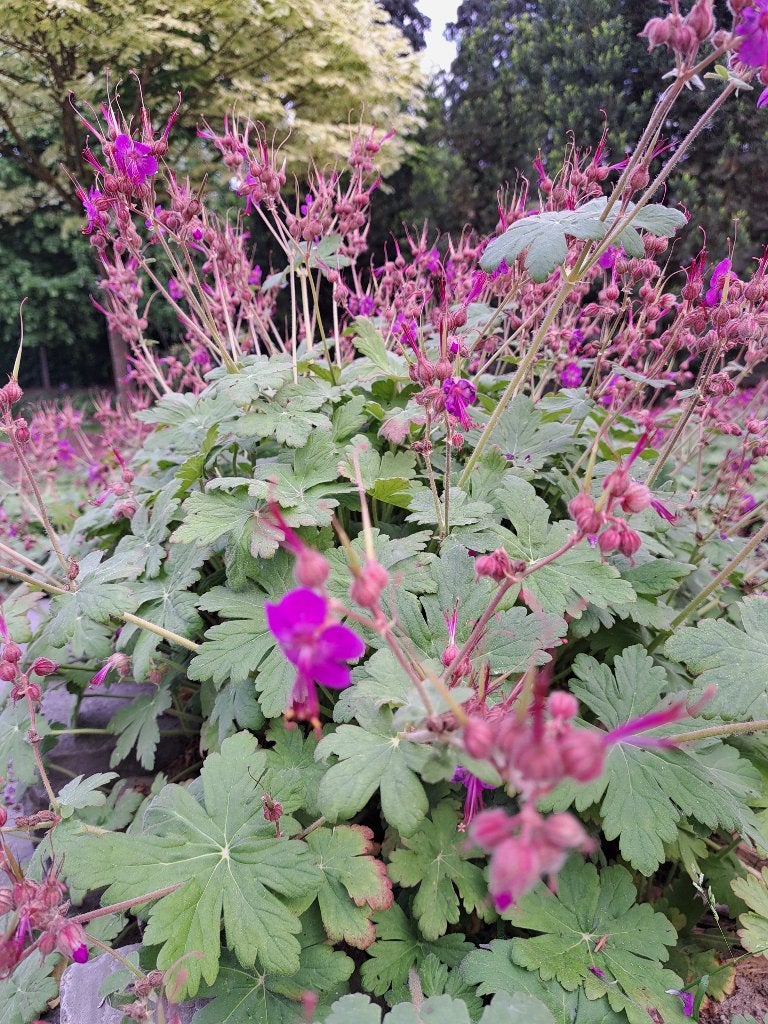 Bodembedekkers geraniums 40st per bak (8,00 per bak) KOOPJE, Jardin & Terrasse, Plantes | Jardin, Enlèvement, Couvre-sol, Mi-ombre