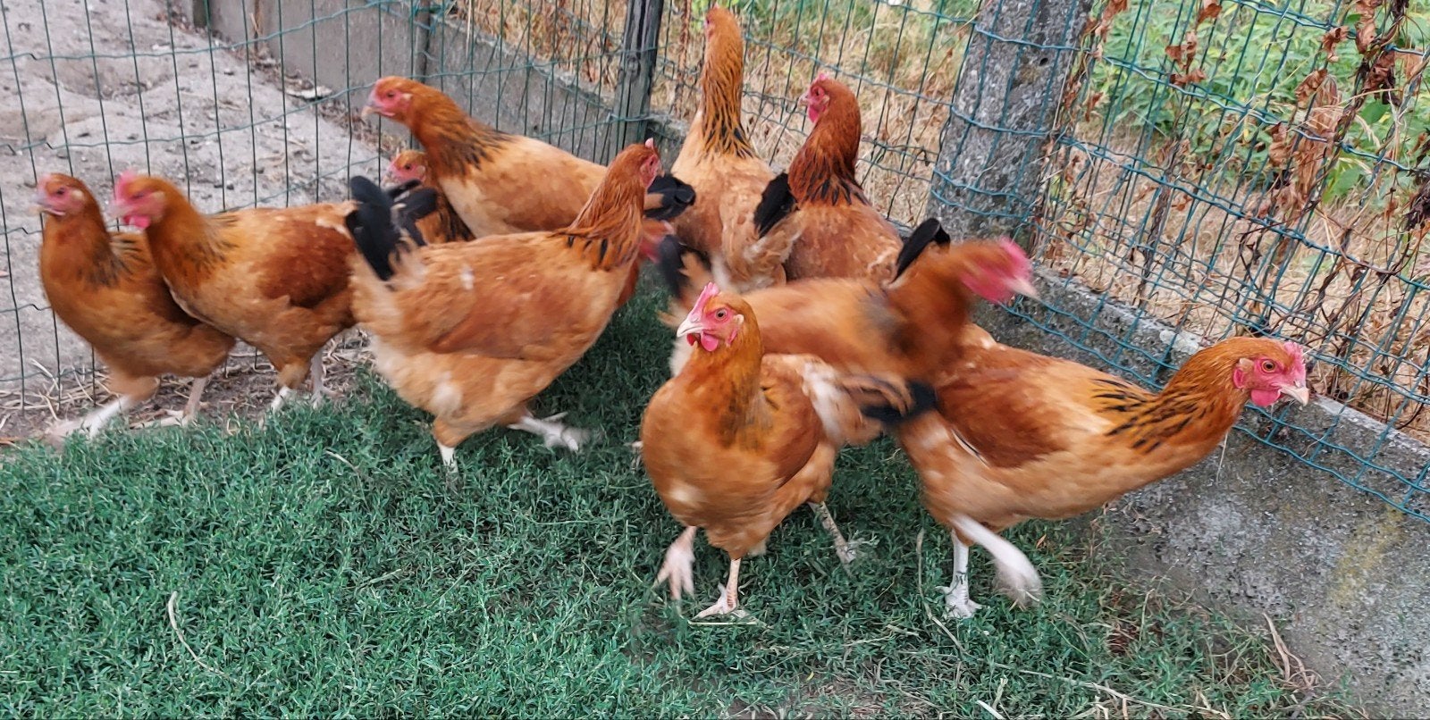 legkippen sussex buff, Dieren en Toebehoren, Pluimvee