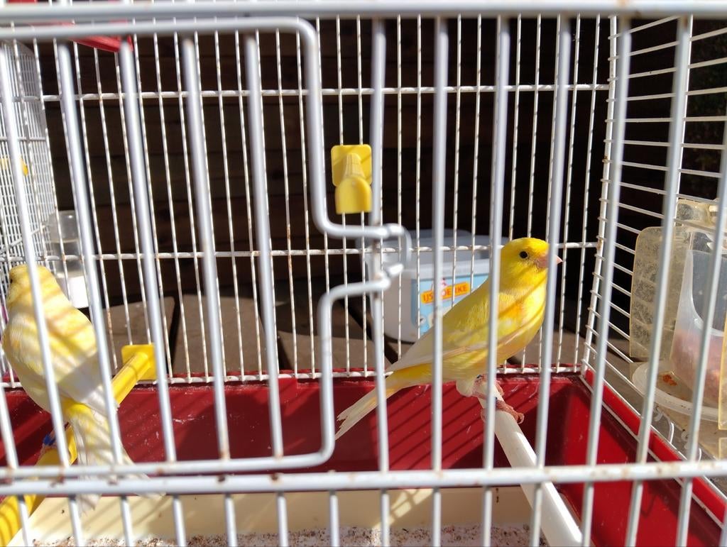 Kanarie, Dieren en Toebehoren