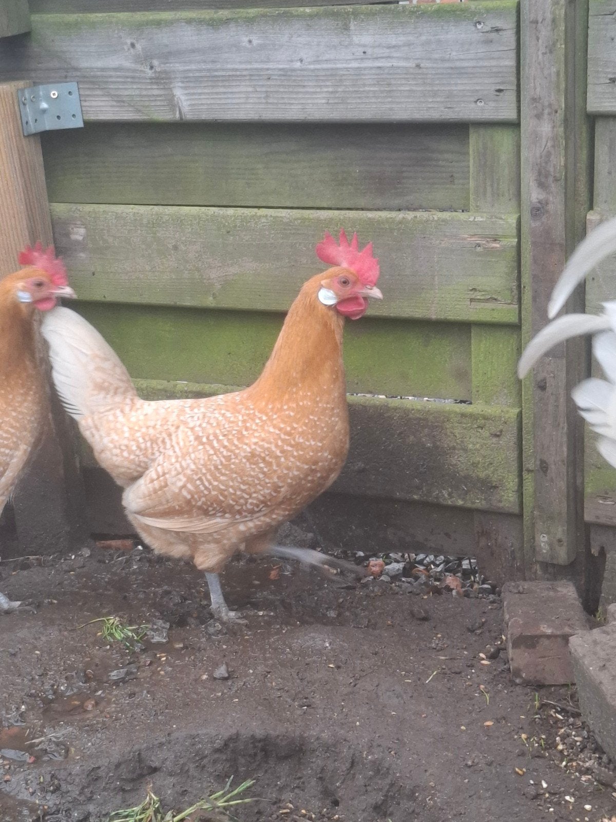Broedeieren friese hoen, Animaux & Accessoires, Volatiles, Sexe inconnu, Poule ou poulet