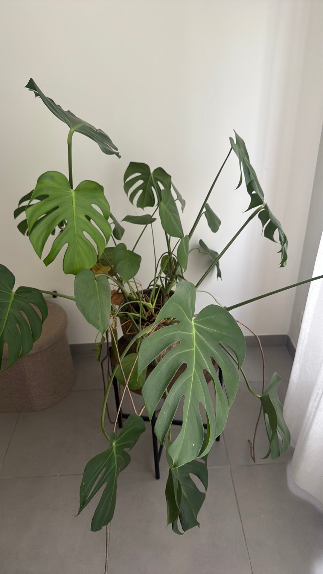 Monstera deliciosa plant, Enlèvement