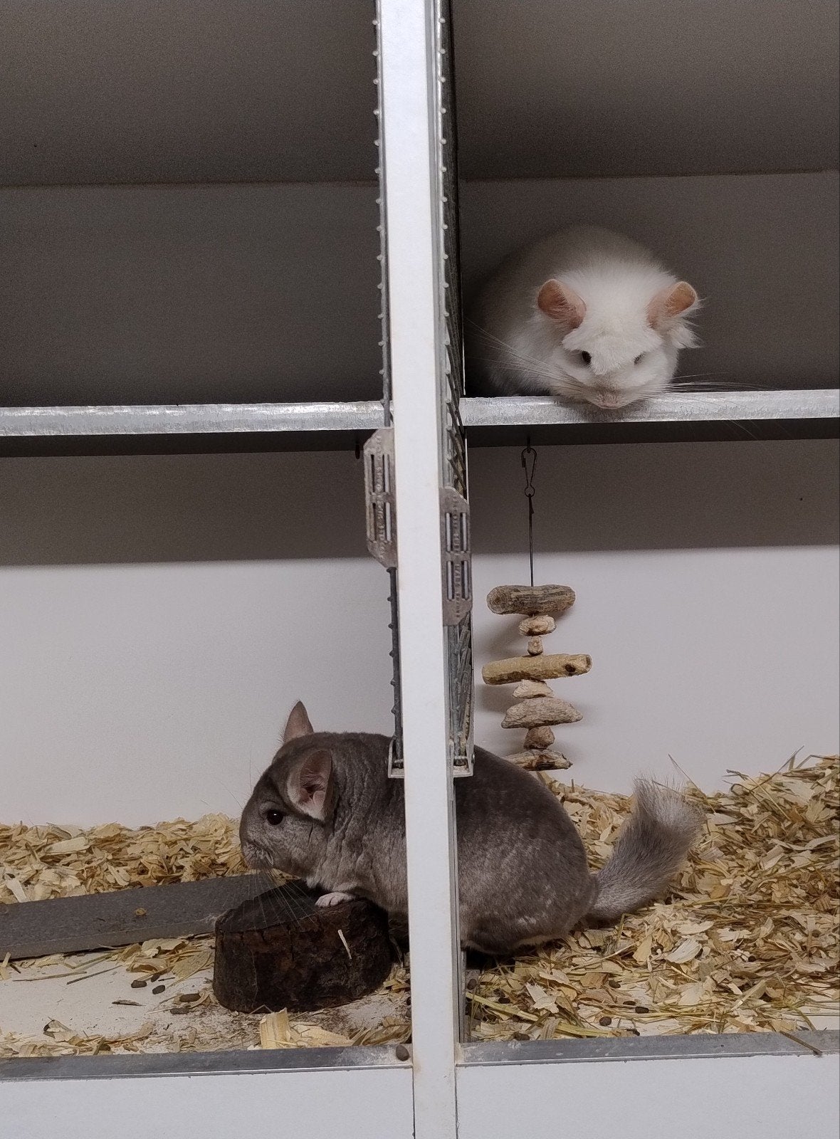2 tamme chinchilla bokjes, Dieren en Toebehoren, Chinchilla, Mannelijk, November, Tam