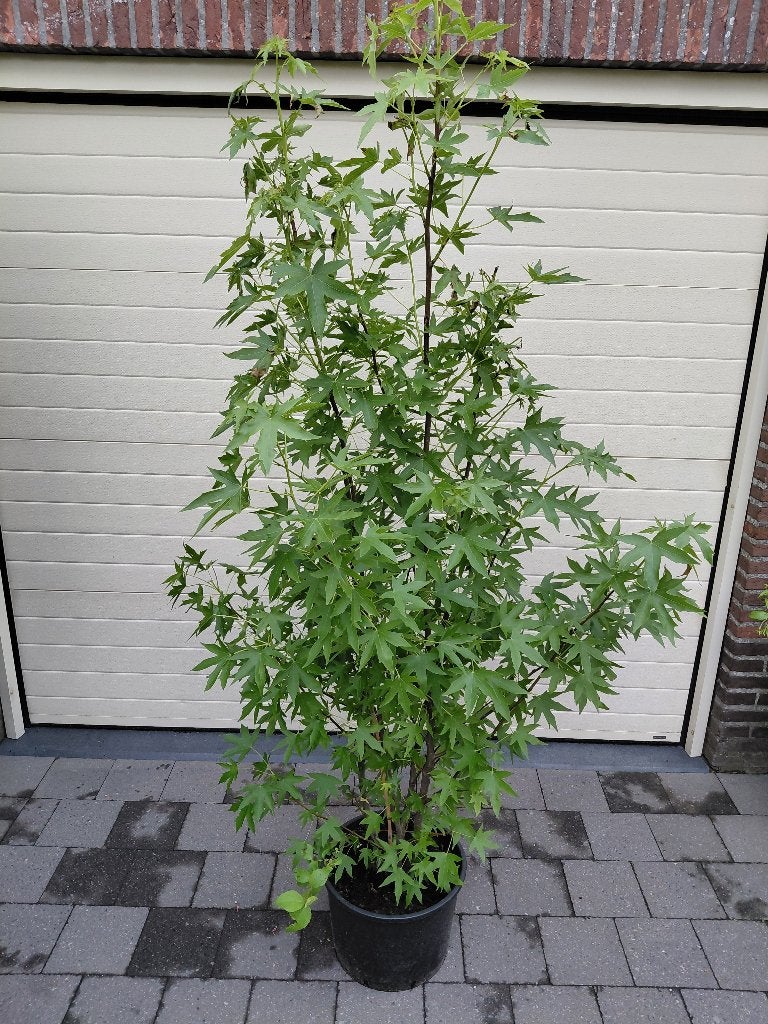 Liquidambar, Tuin en Terras, Ophalen, In pot, Halfschaduw