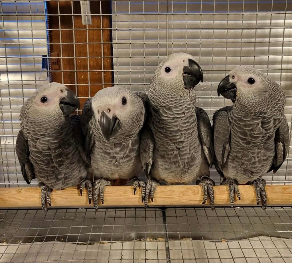 Grijs roodstart  3 maanden gespeend TAM, Dieren en Toebehoren, Vogels | Parkieten en Papegaaien