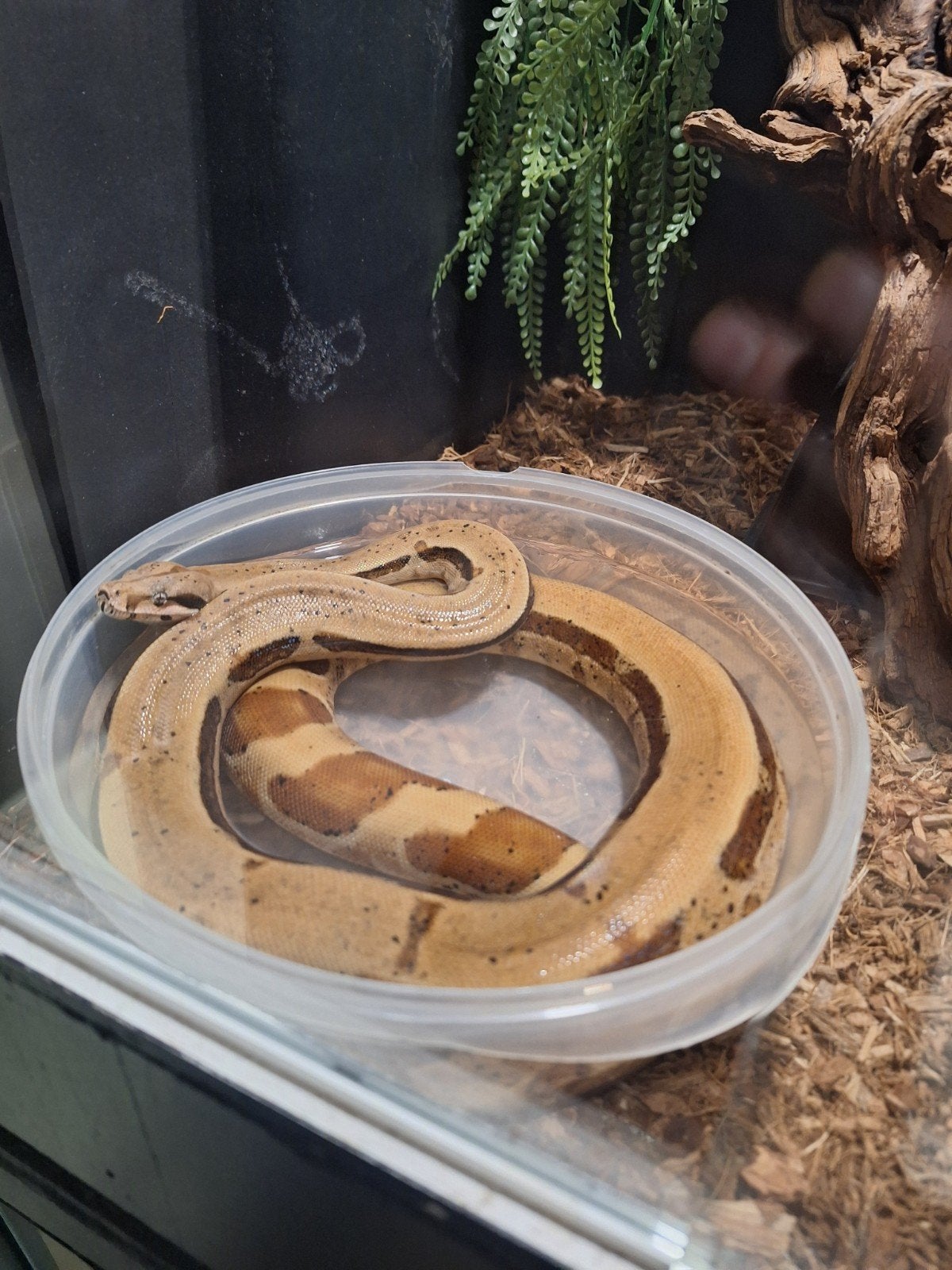 Hypo jungle man