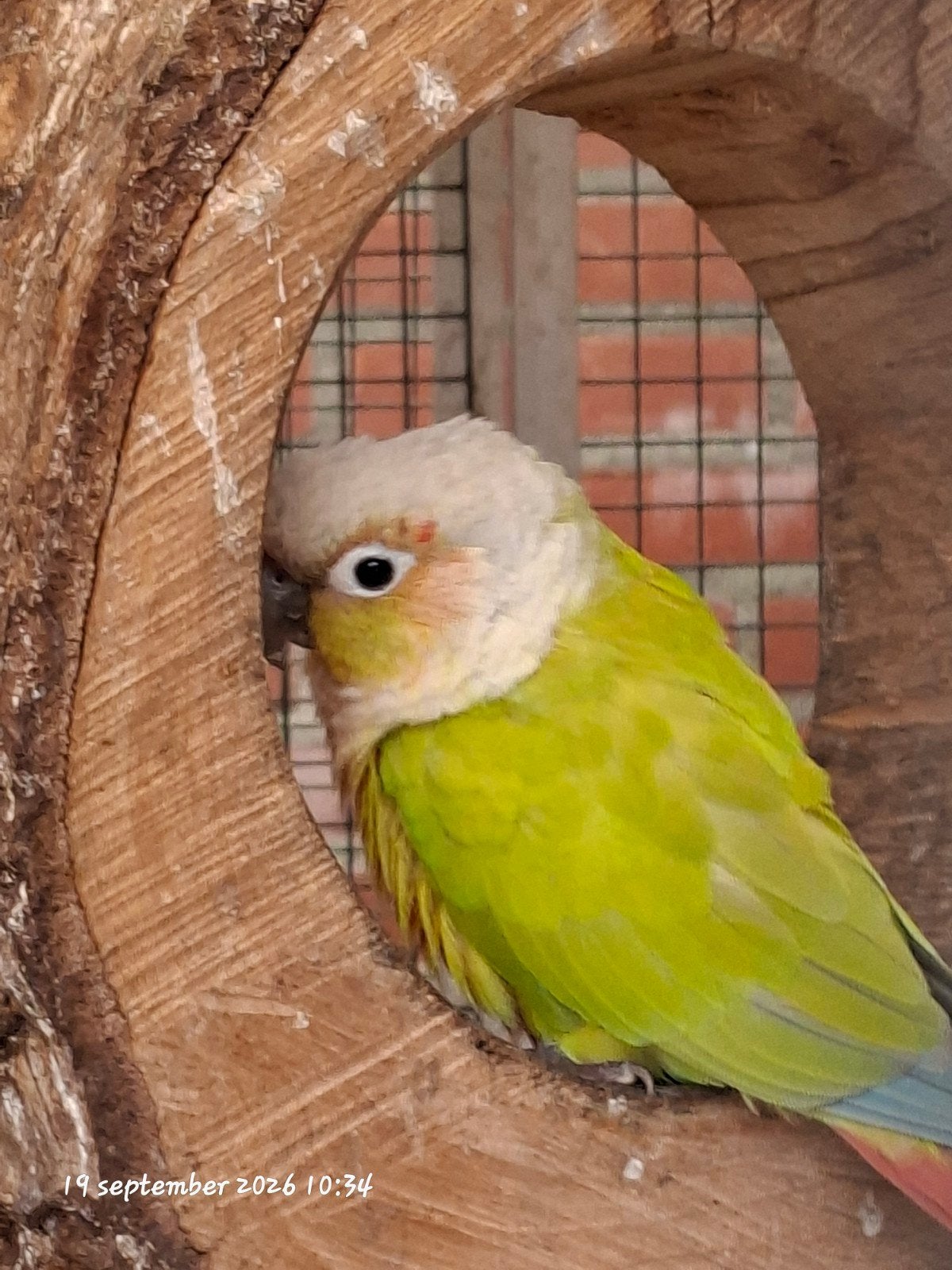 Pyrrhura molinae diluée, Animaux & Accessoires, Mâle, Perruche, Bagué