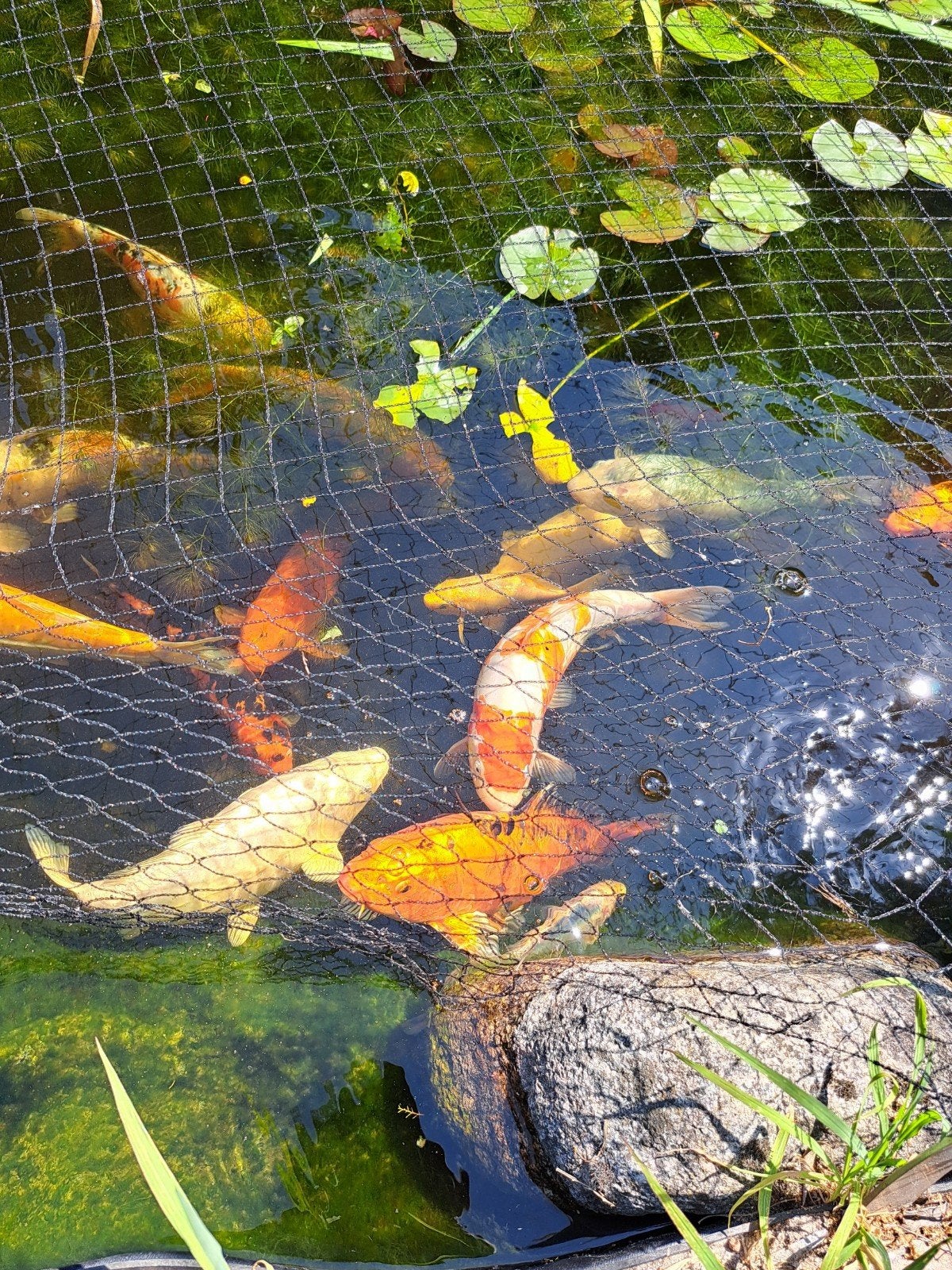 Koi karpers