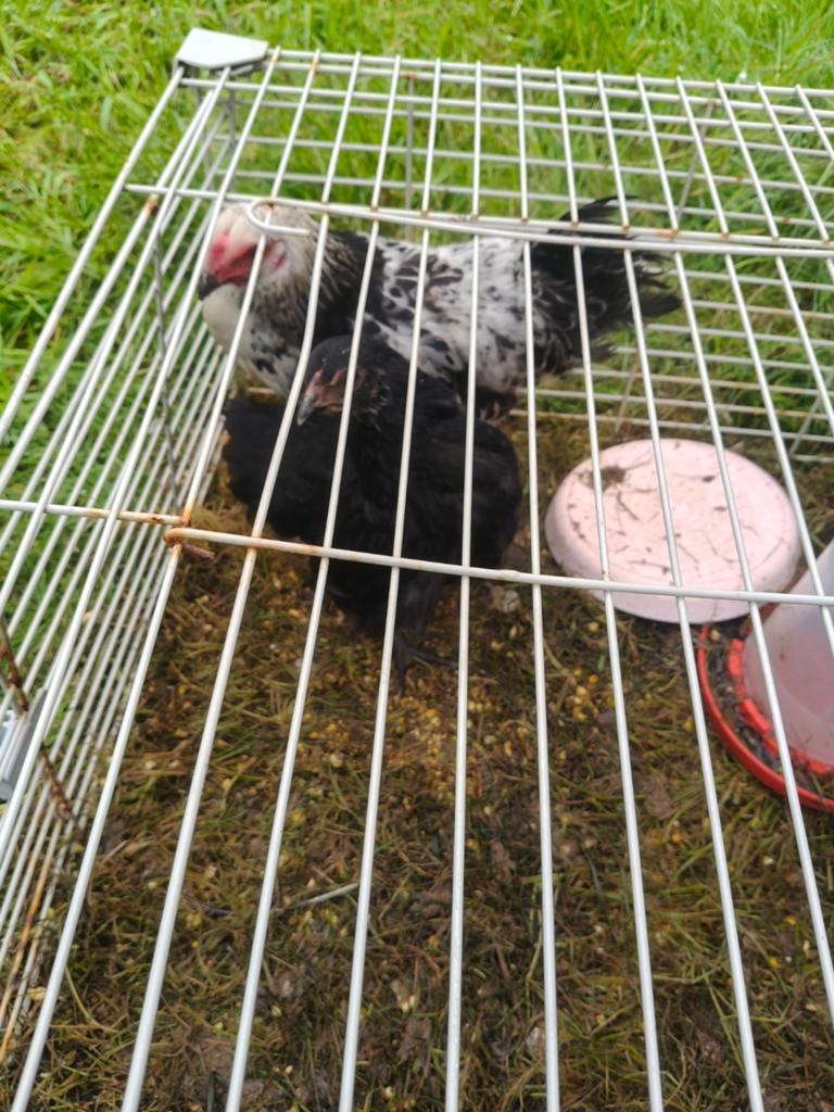 Kip, Dieren en Toebehoren, Ophalen