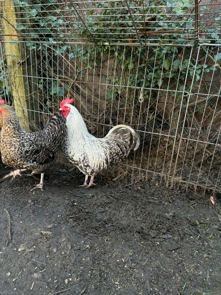 Broedeieren legkippen, Dieren en Toebehoren, Pluimvee