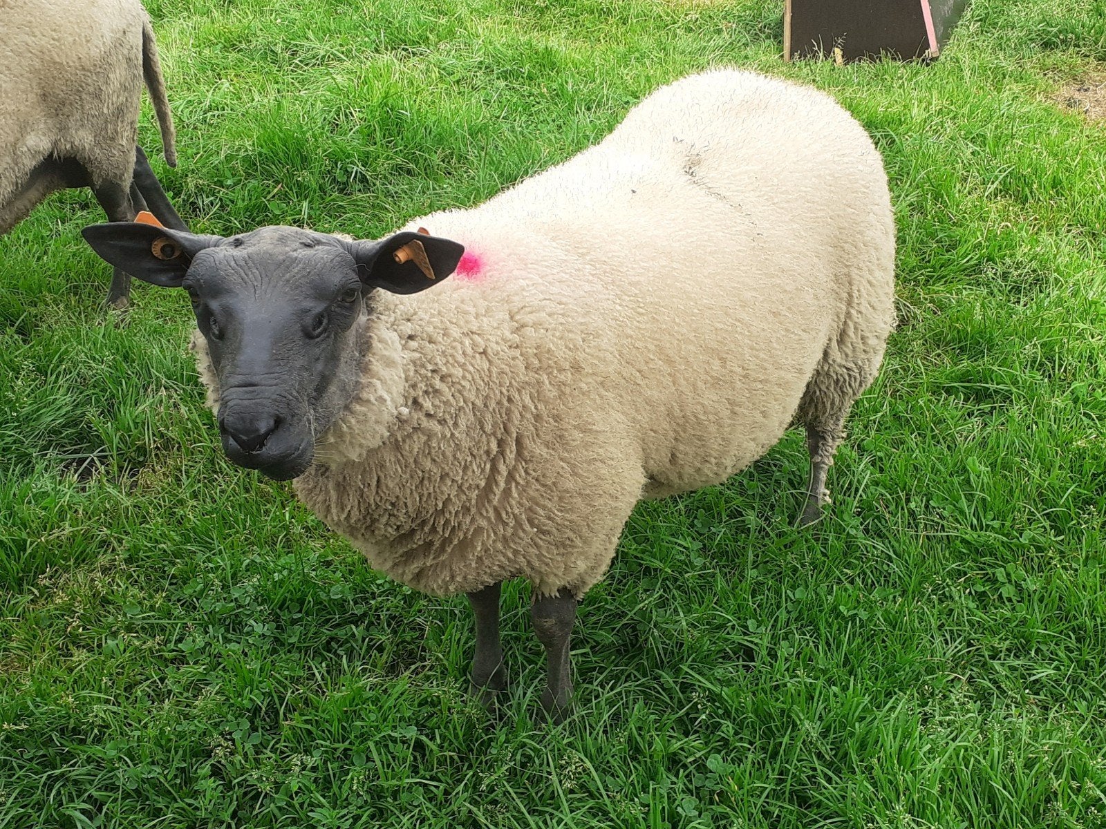 2 bleu du maine ramlammeren, Mannelijk, Schaap, 0 tot 2 jaar