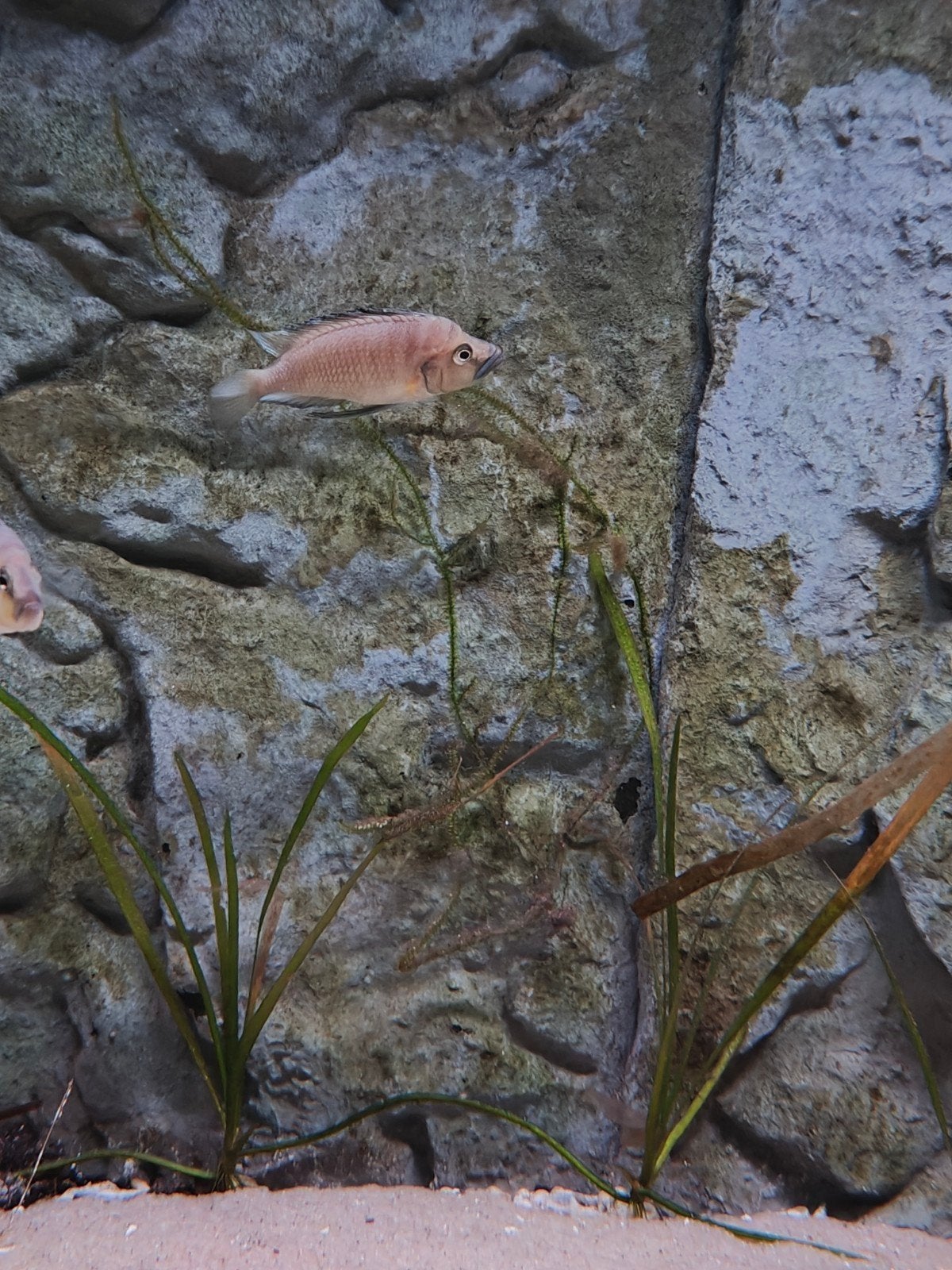 Altolamprologus sp. Compressiceps Shell, Dieren en Toebehoren, Vissen | Aquariumvissen