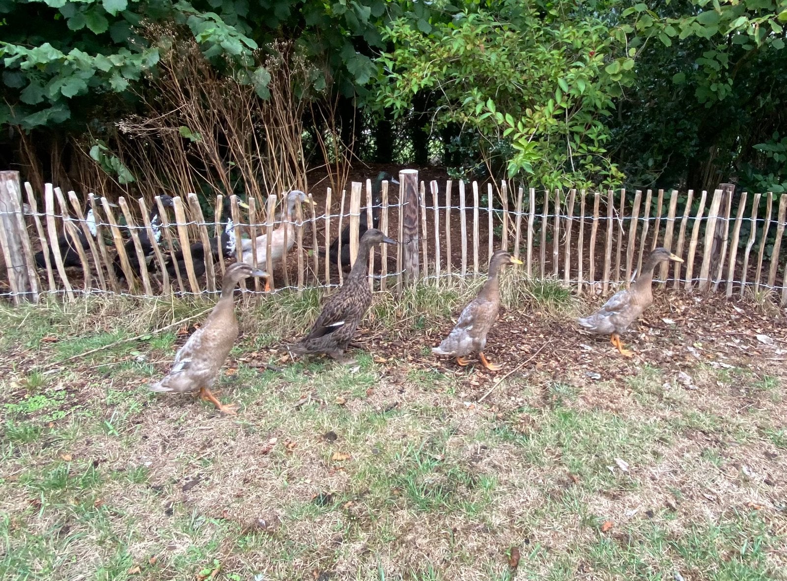 6 indische loopeenden te koop, Dieren en Toebehoren