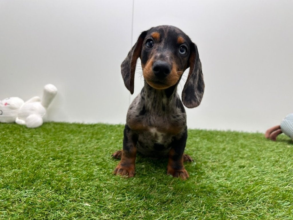 Chiots Teckel nains à poil lisse