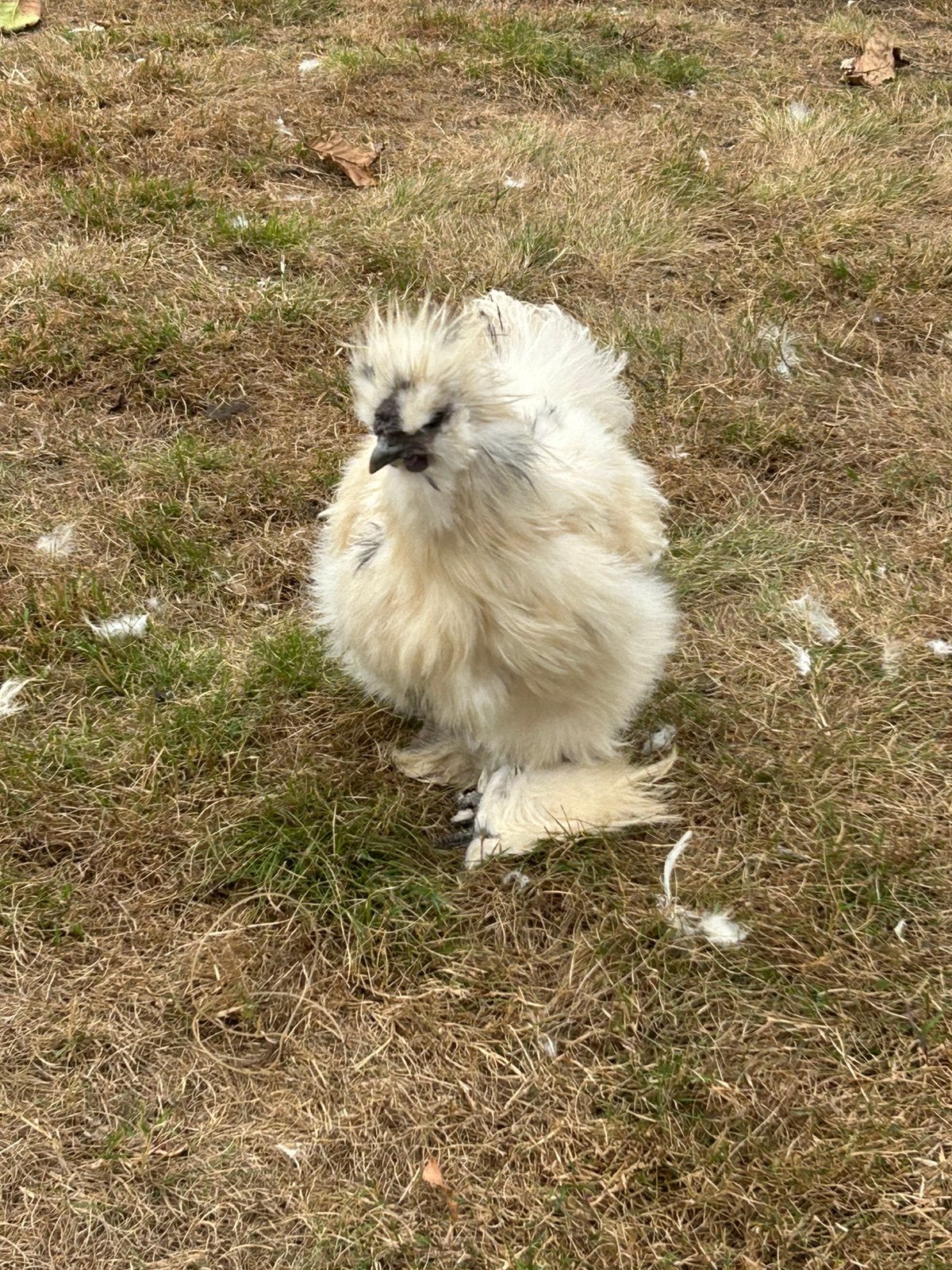 Zijdehoen haan, Dieren en Toebehoren, Mannelijk, Kip