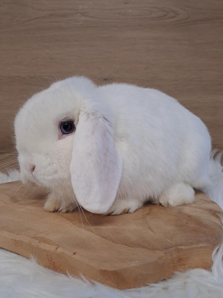 BEW minilop rammetje, Animaux & Accessoires, Lapins, Nain, Mâle, 0 à 2 ans, Oreilles tombantes