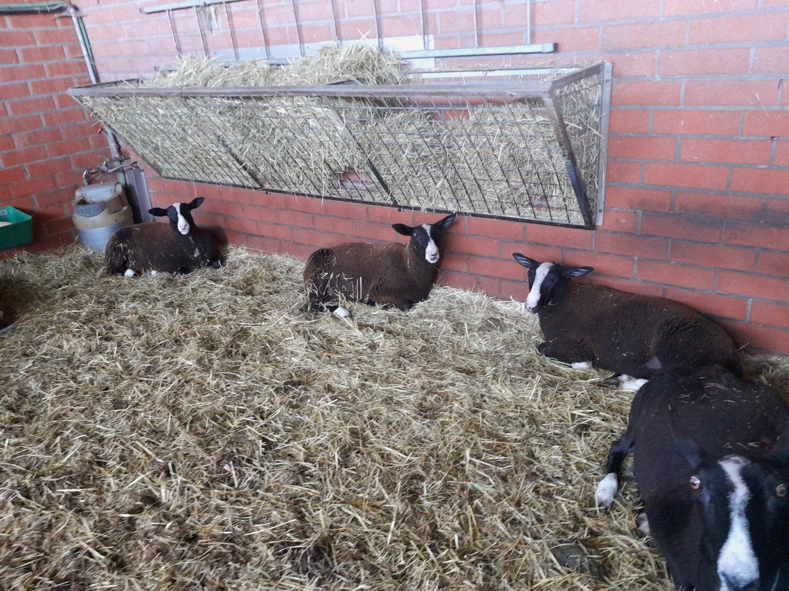 Zwartbles ram lammeren