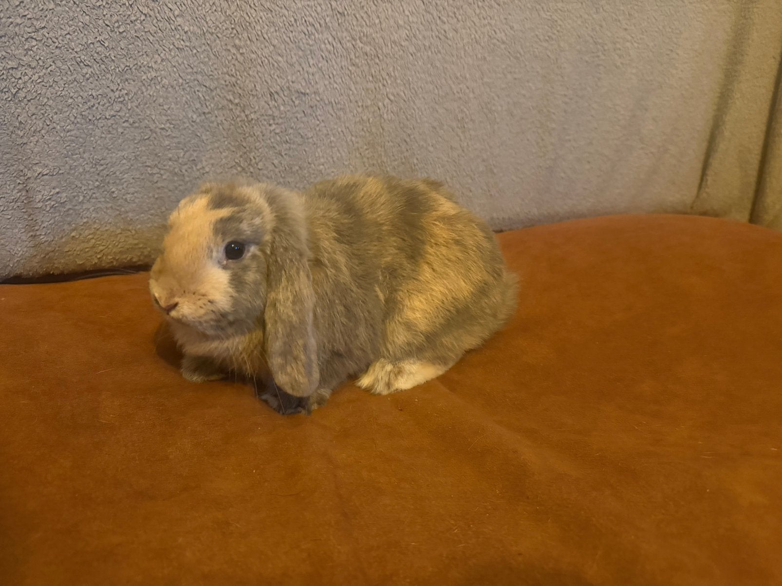 Minilop/nhd gevaccineerd, Animaux & Accessoires, Lapins, Oreilles tombantes