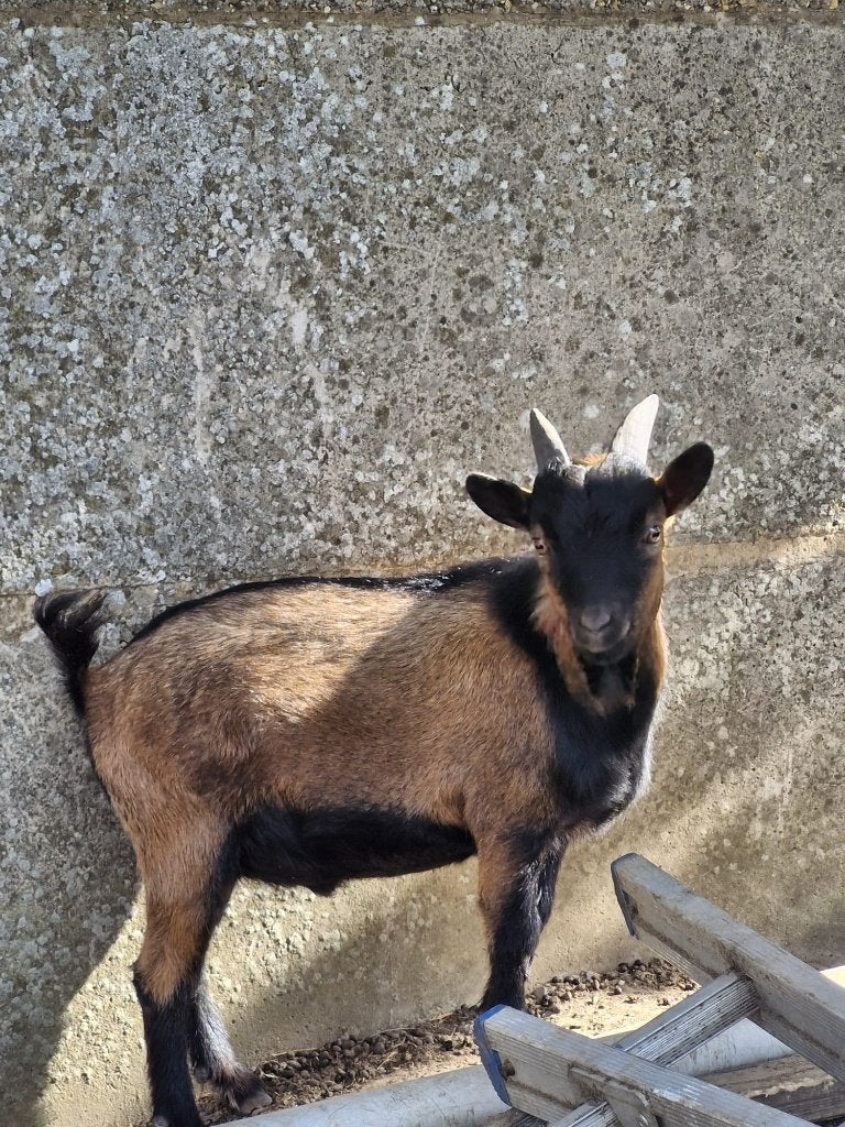 dwerggeiten te koop, Dieren en Toebehoren, Januari, Meerdere dieren