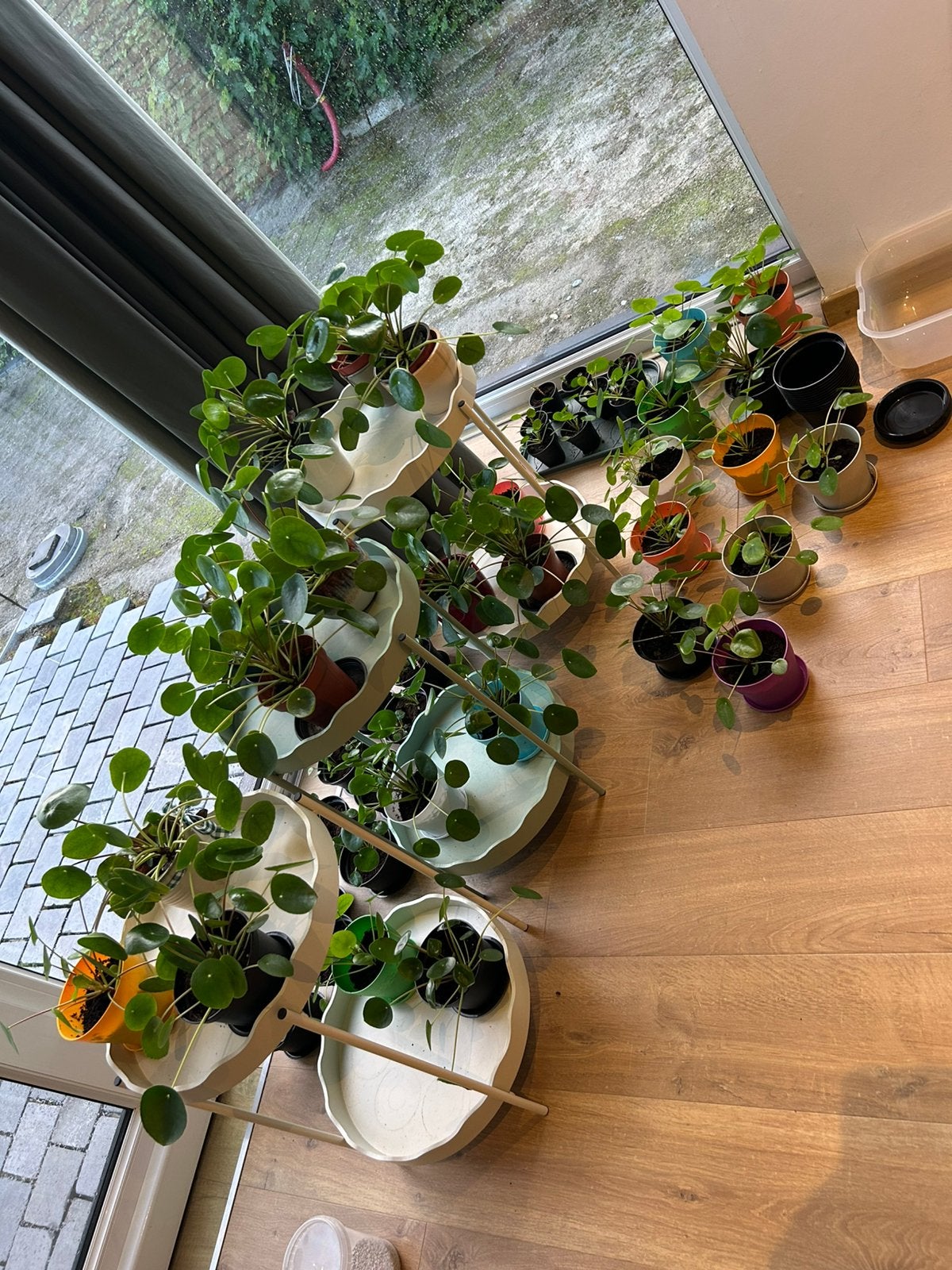 Pannenkoekenplanten te koop, Maison & Meubles, Plantes d'intérieur, Autres espèces, En pot, Plein soleil, Moins de 100 cm