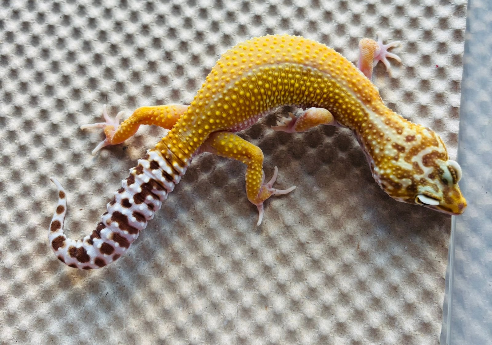 Giant luipaardgekko, Overige soorten, Tam, 0 tot 2 jaar