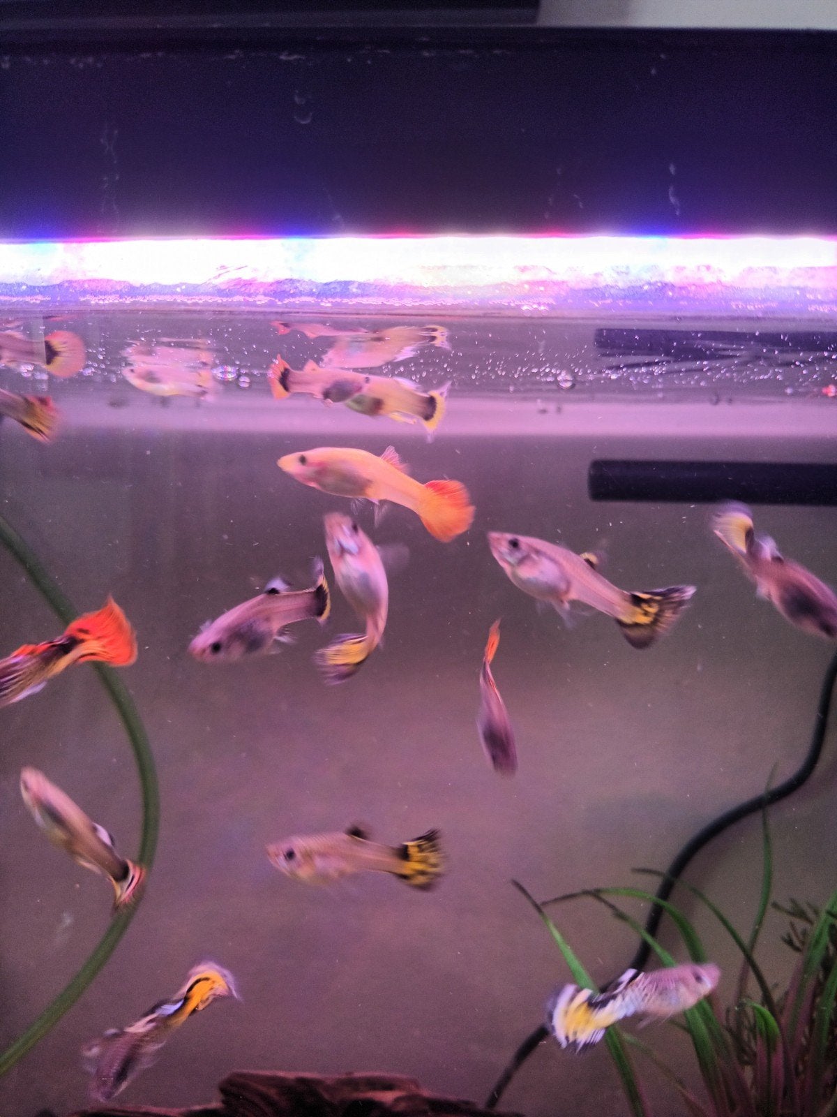 gratis guppy,s. regio zwijndrecht
