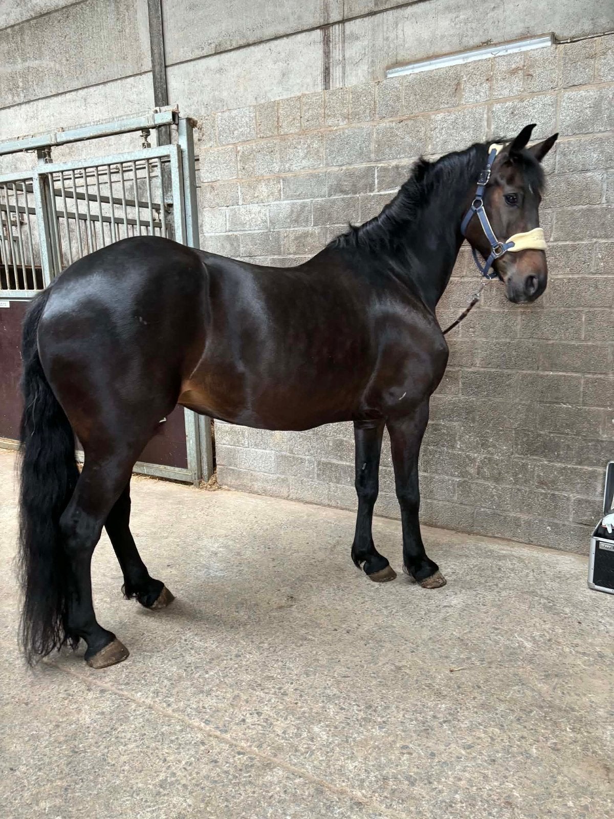 Halve stat menen, Dieren en Toebehoren, Merrie, 160 tot 165 cm, Recreatiepaard, 11 jaar of ouder