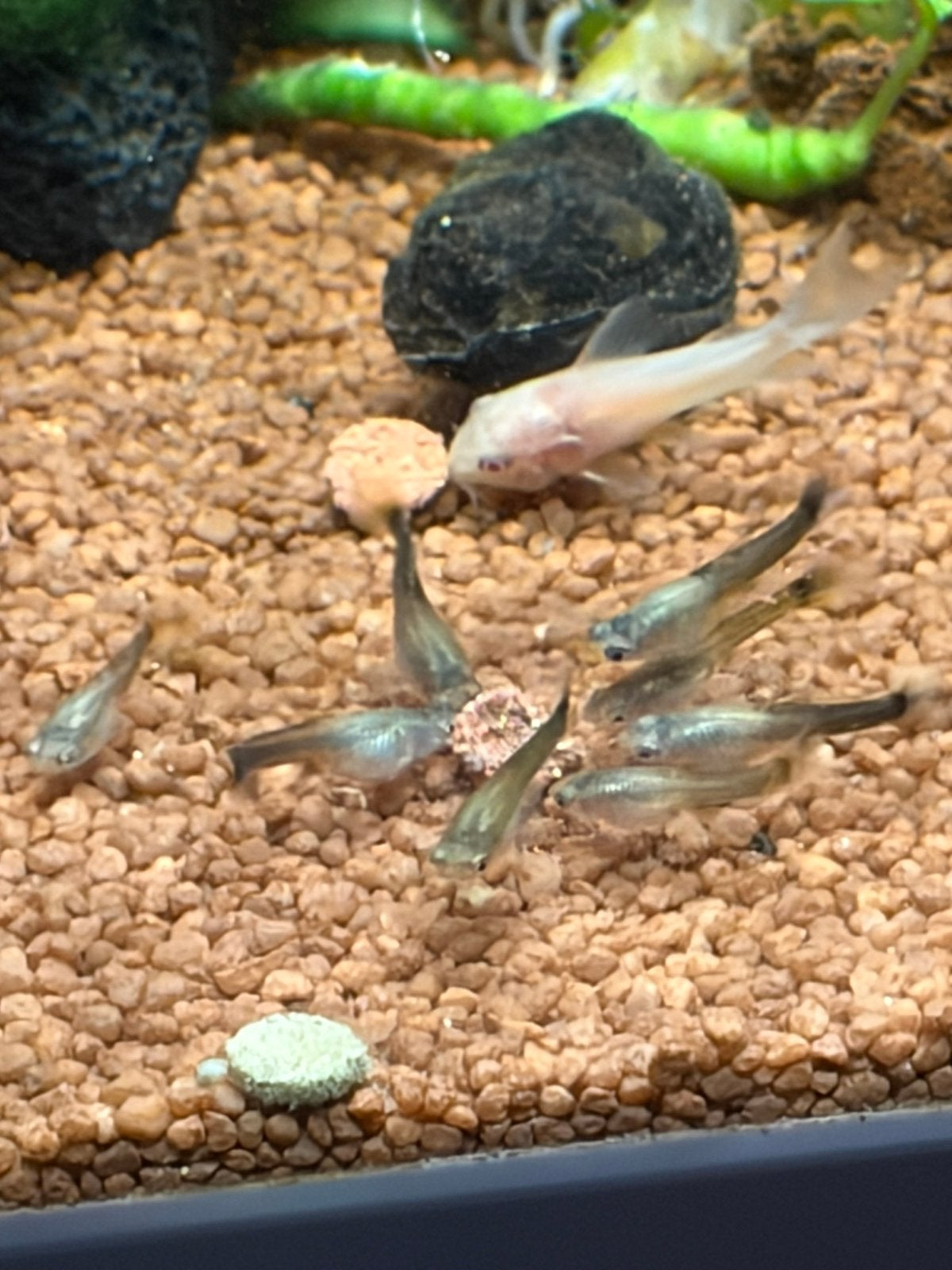 guppy’s, Dieren en Toebehoren, Vissen | Aquariumvissen, Zoetwatervis