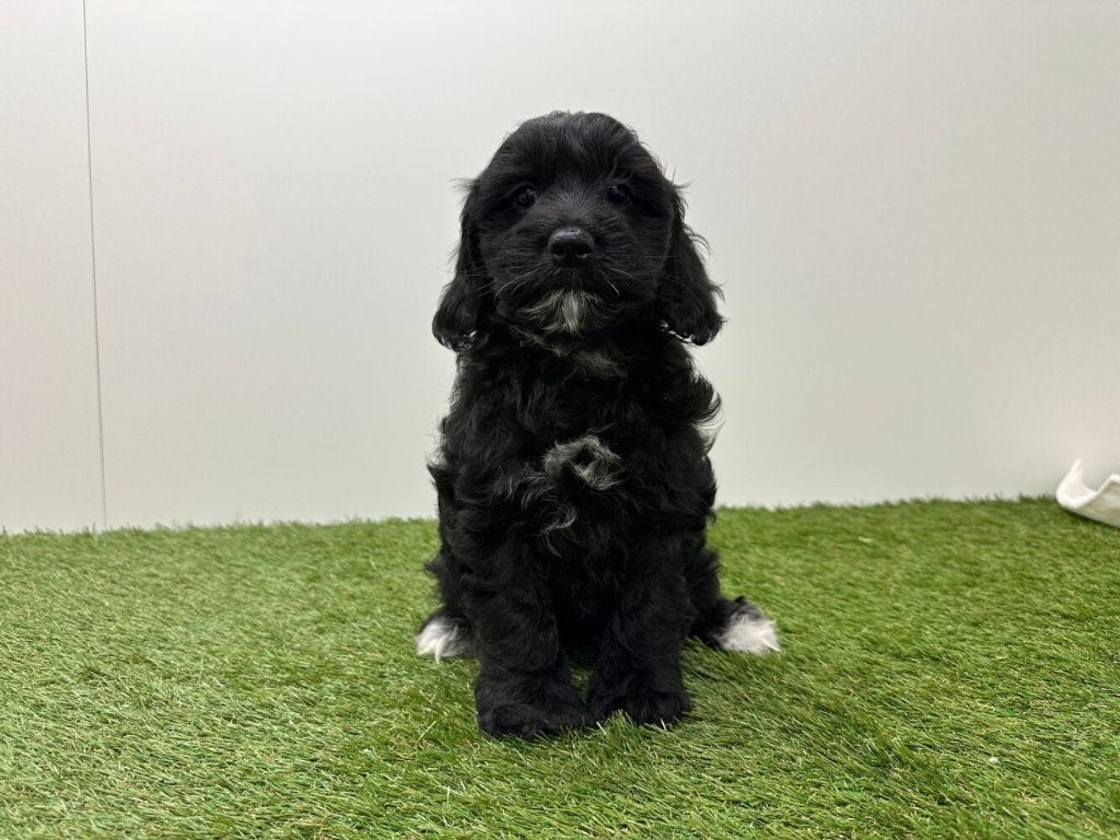Portée de chiots Cockapoo - Cocker Americain & Caniche nain