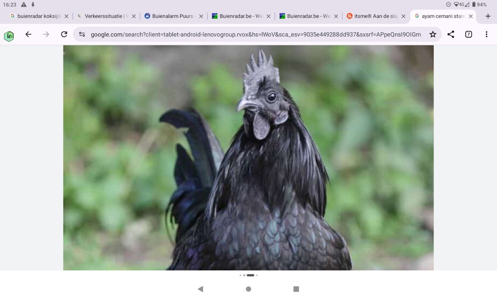 ayam cemani haan 2026, Animaux & Accessoires, Volatiles, Mâle