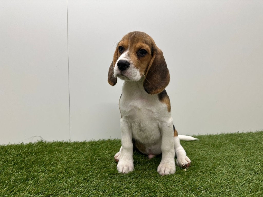 Beagle pups, België, Beagle, 8 tot 15 weken, Parvo