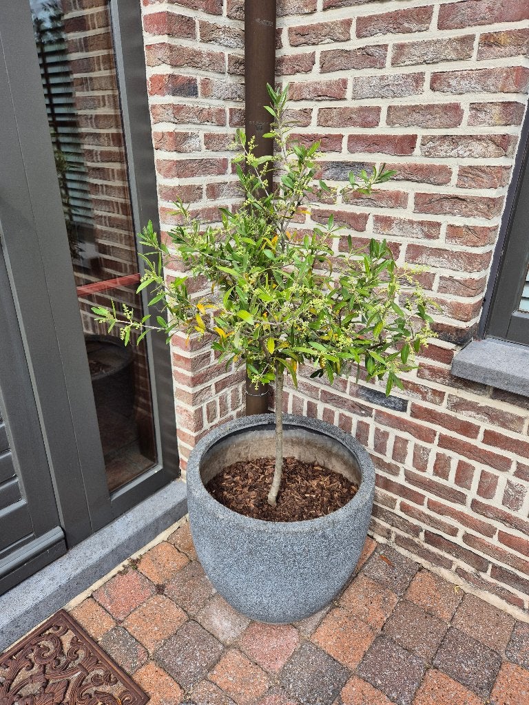 Set van 2 olijfbomen inclusief pot (€ 75 / stuk), Ophalen, In pot, Olijfboom, 100 tot 250 cm