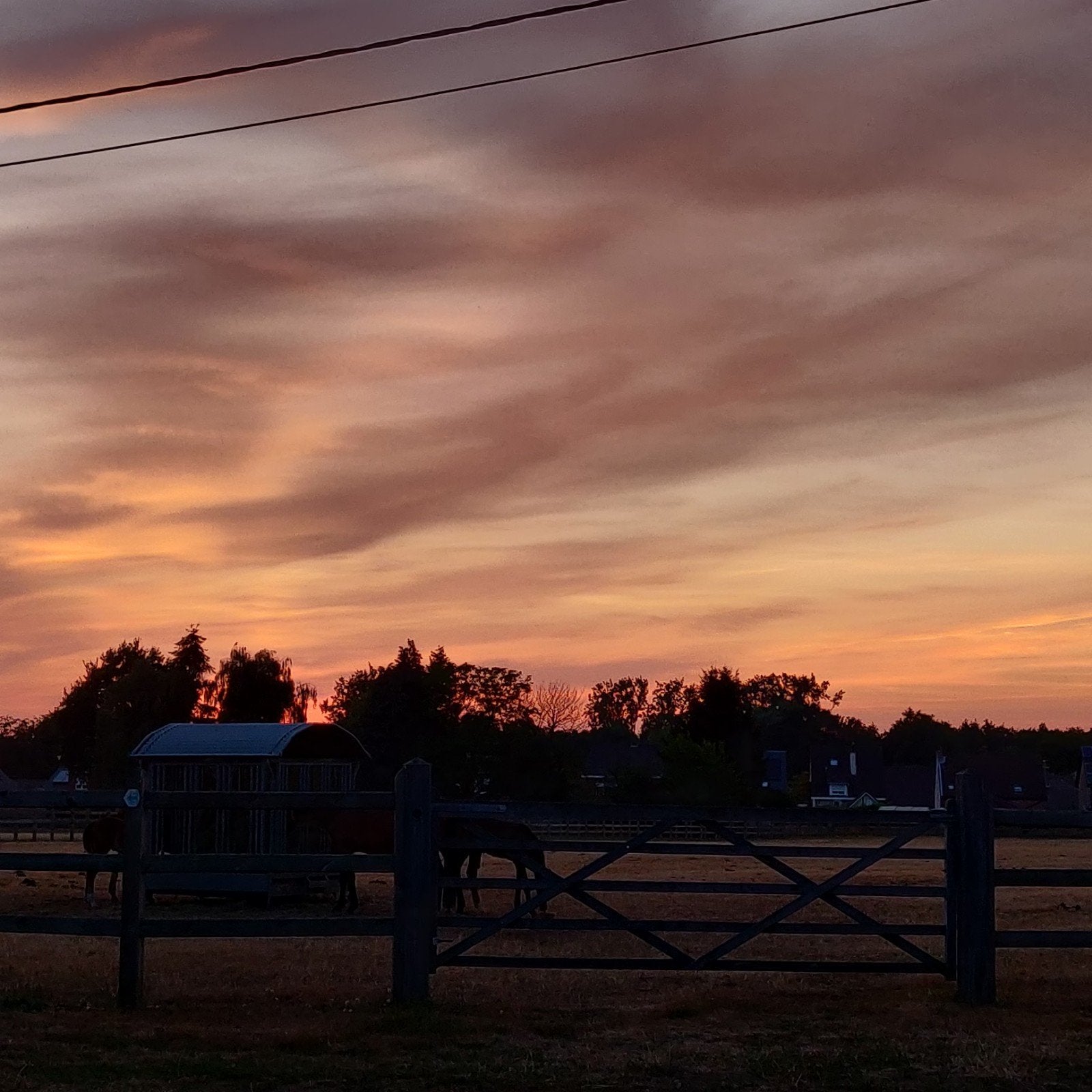 Gezocht: Weide met stal te huur voor één paard, Dieren en Toebehoren, Weidegang, 1 paard of pony
