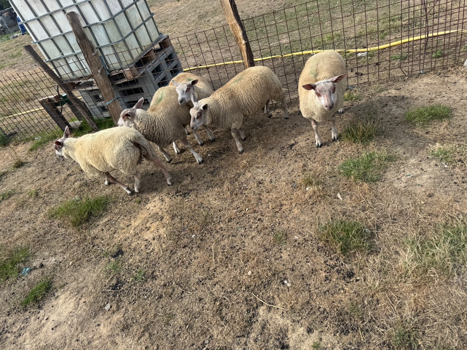 Mouton, Schaap