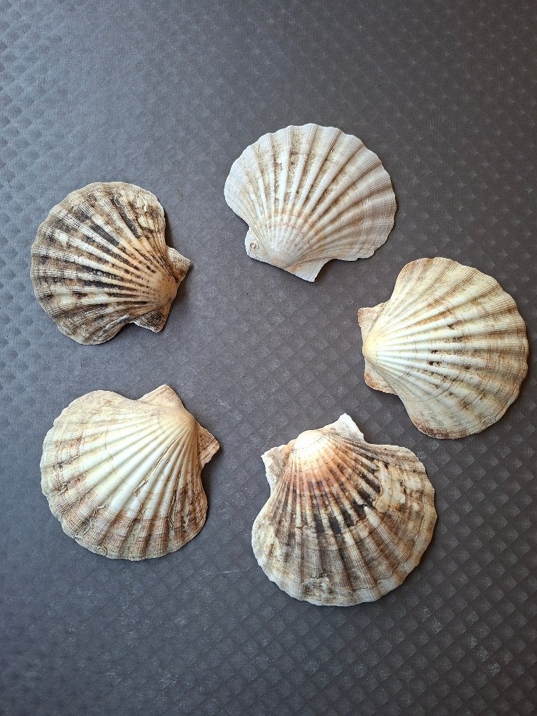 5 Sint Jacobsschelpen, Maison & Meubles, Cuisine | Vaisselle, Enlèvement ou Envoi, Comme neuf, Autres styles, Autres marques