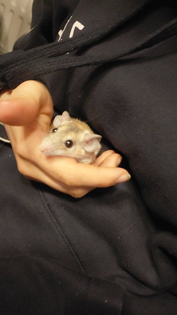 Stekelmuisjes, Dieren en Toebehoren, Knaagdieren, Meerdere dieren, Muis, Januari
