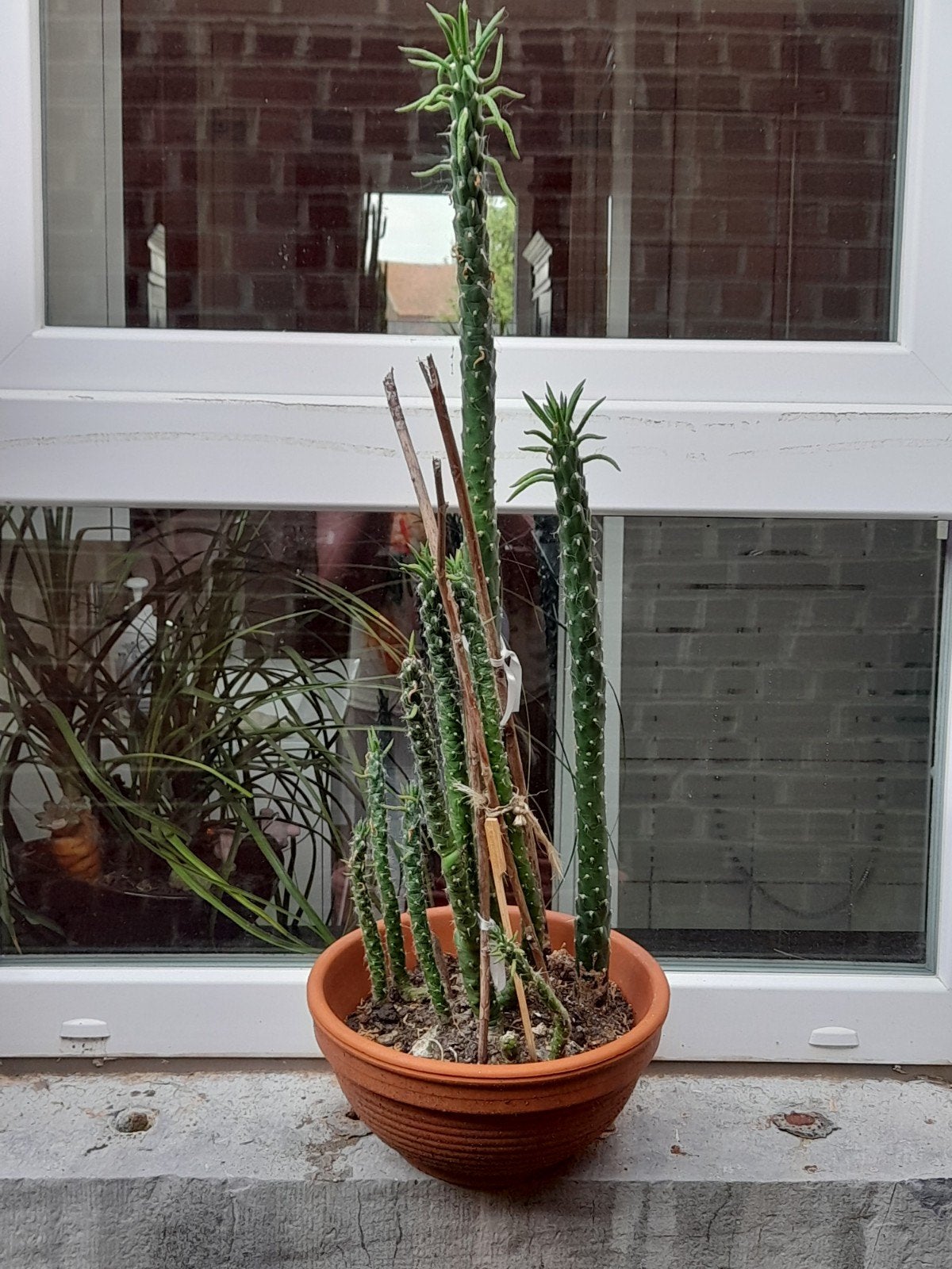 Groupe de cactus ciergedans une vasque en terre cuite, Maison & Meubles, En pot, Enlèvement ou Envoi, Moins de 100 cm, Cactus