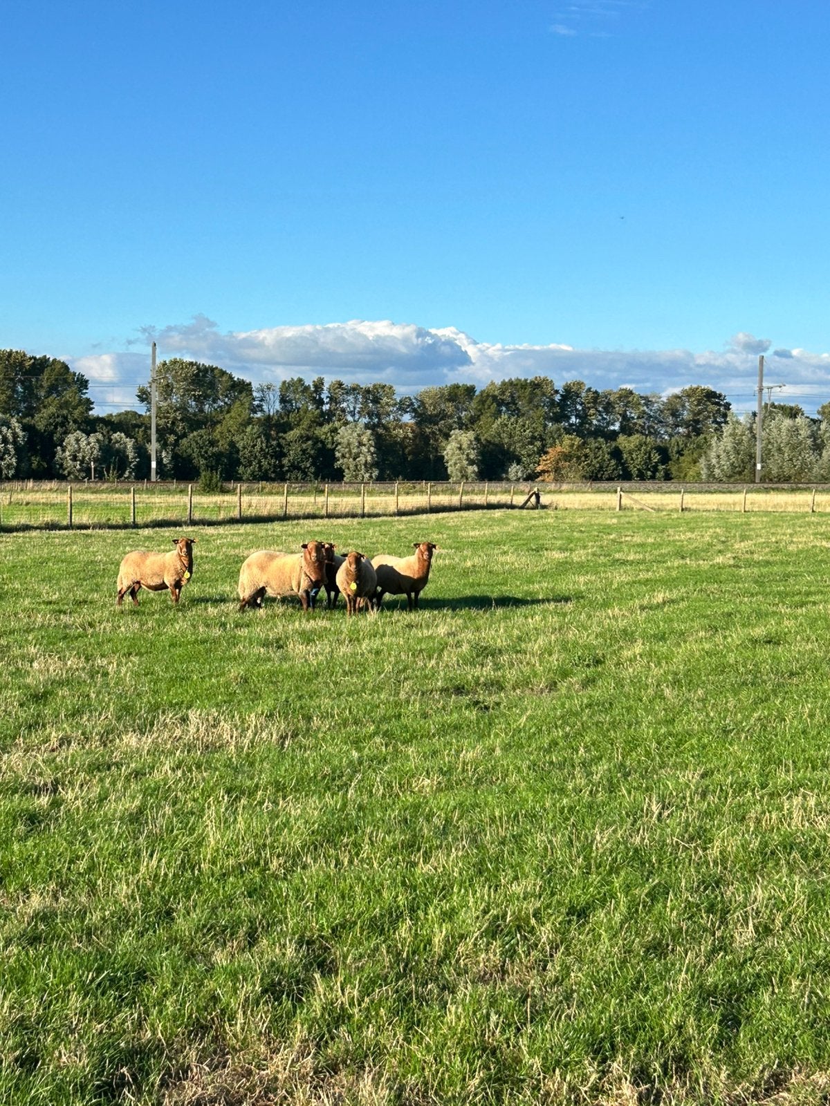 Ardense voskop ram, Dieren en Toebehoren, Mannelijk, Schaap, 0 tot 2 jaar