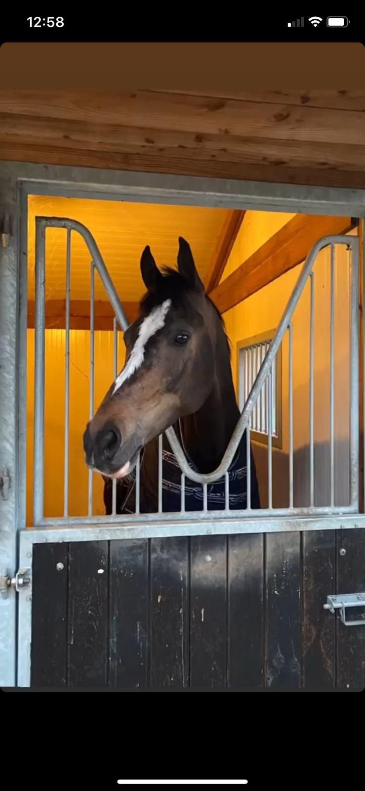 Recrtieactie dressuur paard te koop, Dieren en Toebehoren, Ophalen of Verzenden, Overige disciplines