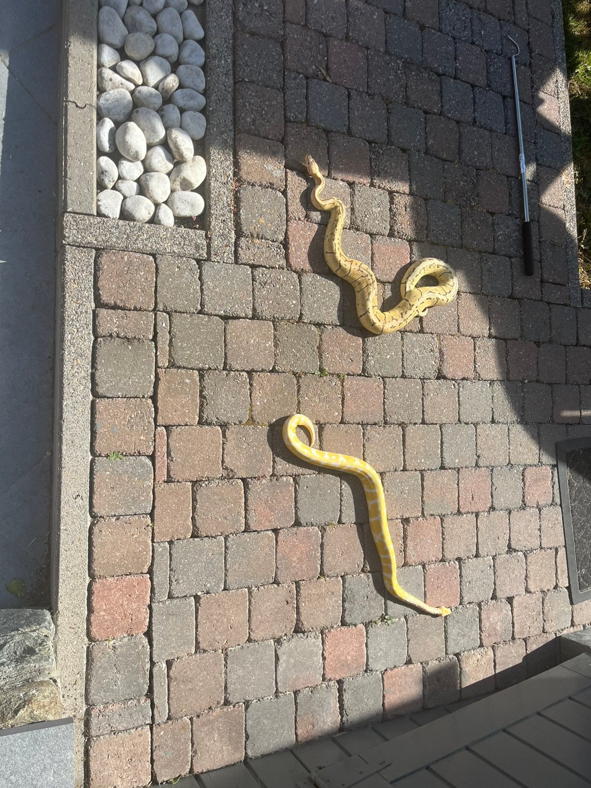 Terrarium met 2 koningpythons.., Dieren en Toebehoren, Slang, Met terrarium, 0 tot 2 jaar