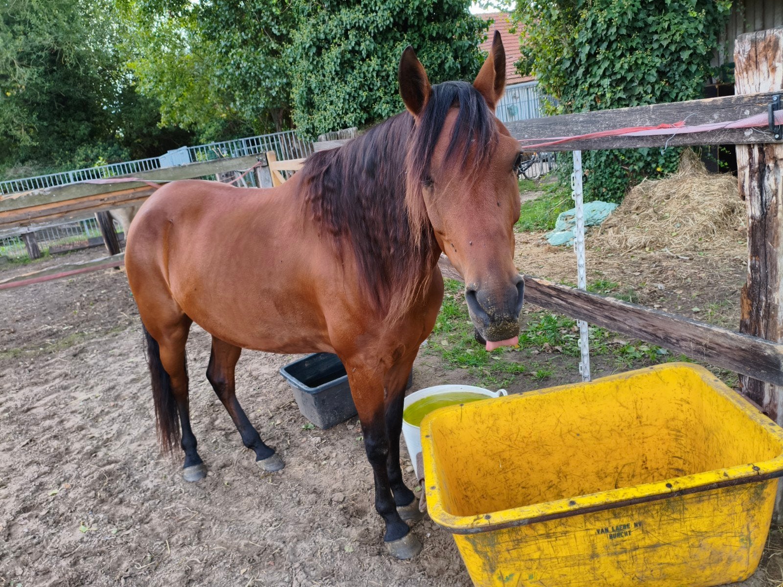 verzorgpaard aangeboden, Dieren en Toebehoren, Ruin, B, Met stamboom, 7 tot 10 jaar