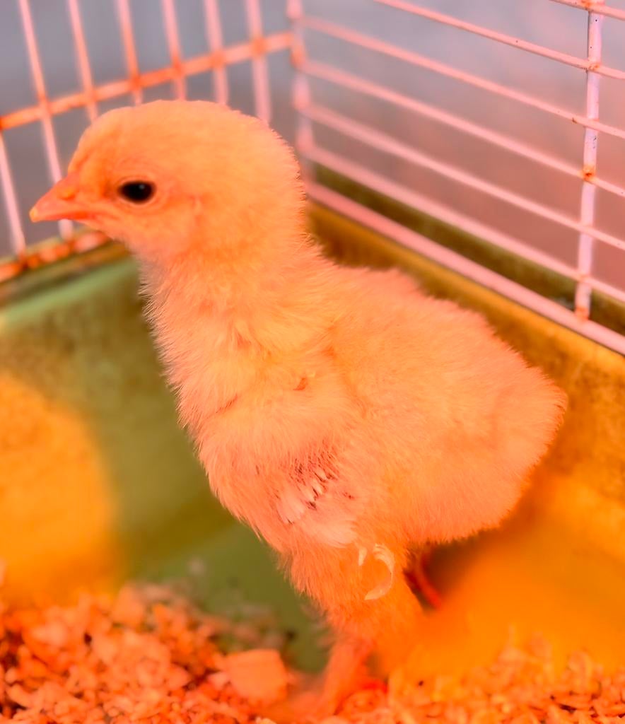 brahma groot hoenders kuikens, Dieren en Toebehoren, Pluimvee